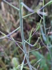 Brassica oleracea