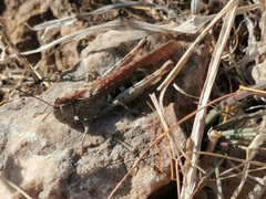 Chorthippus maritimus