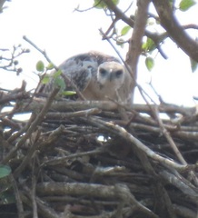 Polemaetus bellicosus