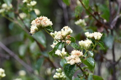 Calea ternifolia