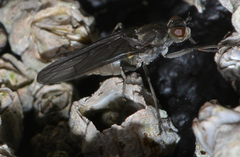 Oedoparena glauca