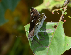 Caprona ransonnettii