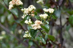 Calea ternifolia