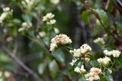 Calea ternifolia