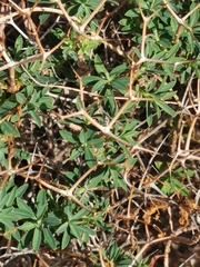 Euphorbia acanthothamnos