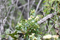 Calea ternifolia