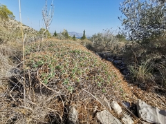 Euphorbia acanthothamnos