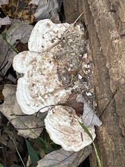 Trametes suaveolens