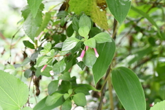 Fuchsia thymifolia