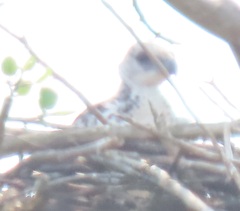 Polemaetus bellicosus