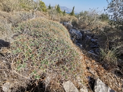 Euphorbia acanthothamnos