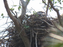 Polemaetus bellicosus