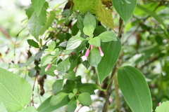 Fuchsia thymifolia