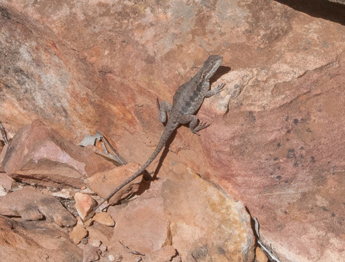 Ctenophorus modestus