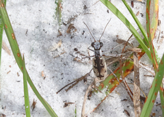 Ellipsoptera hirtilabris