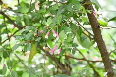 Fuchsia thymifolia