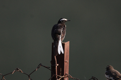 Motacilla maderaspatensis