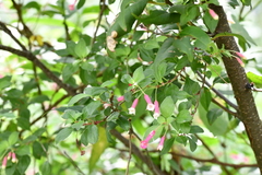 Fuchsia thymifolia
