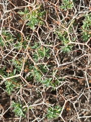 Euphorbia acanthothamnos