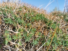 Euphorbia acanthothamnos