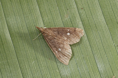 Spilomelinae