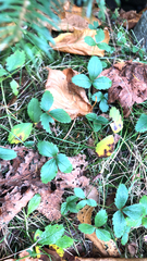 Fragaria virginiana