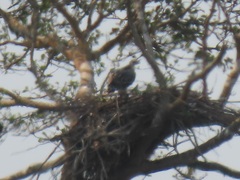 Polemaetus bellicosus