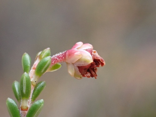 Image of Erica umbelliflora by (c) Ren Hoekstra, some rights reserved (CC BY)