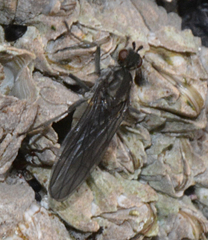 Oedoparena glauca
