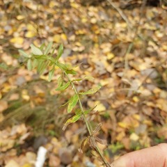 Cruciata glabra