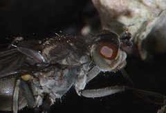 Oedoparena glauca