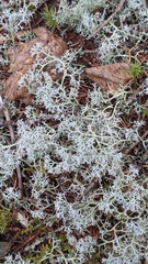 Cladonia rangiferina
