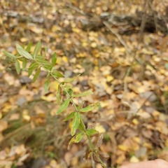 Cruciata glabra