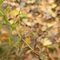 Cruciata glabra