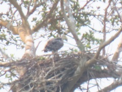 Polemaetus bellicosus