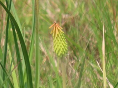 Kniphofia