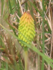 Kniphofia
