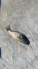 Leiostomus xanthurus