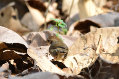 Pellorneum ruficeps