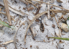 Ellipsoptera hirtilabris