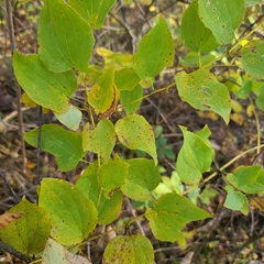 Smilax herbacea