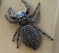 Phidippus mystaceus