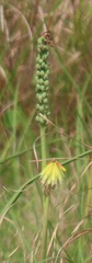 Kniphofia