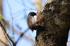 Acridotheres fuscus