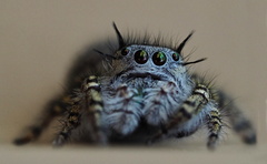Phidippus mystaceus