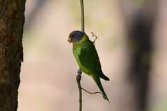 Psittacula cyanocephala