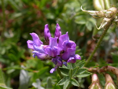 Oxytropis neglecta