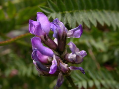 Oxytropis neglecta