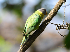 Psittacula cyanocephala