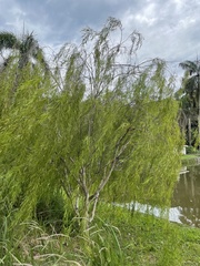 Leptospermum madidum